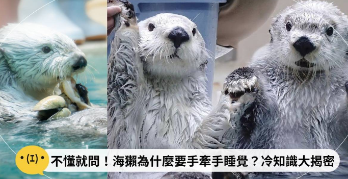 不懂就問！海獺為什麼要手牽手睡覺？冷知識大揭密